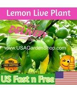 Cay Chanh Citrus Lime Lemon Tree Plant Ning Meng US Fast Shipping - €0,85 EUR