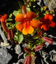 100 Twinkle Orange Monkey Flower Mimulus Seeds - £13.66 GBP