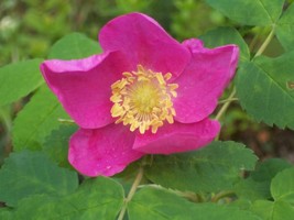 15 Prairie Rose Bright Pink Arkansas Rosa Arkansana Flower Seeds Fresh Seeds Fas - £11.74 GBP