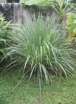 20 Lemongrass   From US - £6.18 GBP