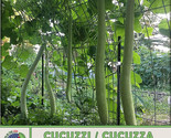 LWK 10 Cucuzzi Italian Snake Gourd Seeds Cucuzza Heirloom Non Gmo Fast S... - $14.12