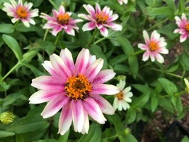 30 Seeds Zinnia Profusion Cherry Bicolor White And Pink Grow Fast Use Heirloom G - $8.35