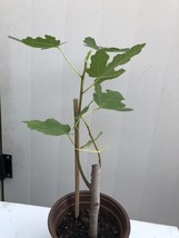 Fig Fruit Tree Cutting 10 Inch With Pot Live Plant Ready To Plant USA Se... - $87.98