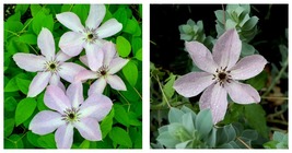 Plant - Fairy Dust Clematis - Soft Lavender 4-inch Flowers/White Bars - 2.5&quot; Pot - £40.72 GBP