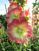 25 Pc Seeds Yellow Pink Hollyhock Flower, Hollyhock Seeds for Planting | RK - £13.22 GBP