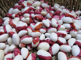 Bulgarian Bush Bean - big red-eyed white bean - $5.25