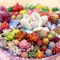 Mixed Mini Succulent Seeds 100Pcs Gardening Fresh USA Seller - $10.98