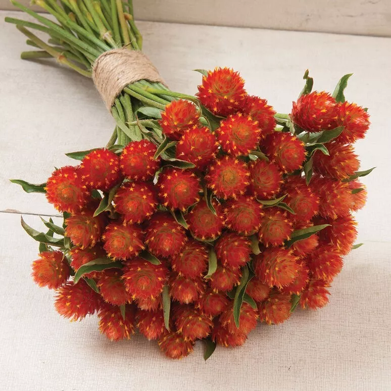 Wwater 40 Gomphrena Orange Seeds Usa Seller - $9.45