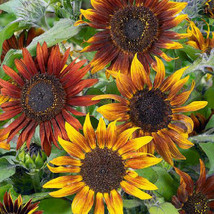 50 Seeds Of Sunflower Tall Mardi Gras New Orl EAN S Mix Bees Butterflies Nongmo - £9.81 GBP