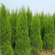 100 pcs Italian Cypress Trees Seeds Platycladus Orientalis FRESH SEEDS - £8.58 GBP