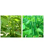120 Seeds Jewel of the Netherlands – Thornless Cucumber Seeds  - £25.15 GBP