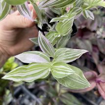 Live Plants Tradescantia Fluminensis ‘Lavender’! - £31.58 GBP
