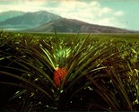 Union Oil 76 Hawaii Pineapple Field Honolulu HI Chrome Postcard D5 - £2.06 GBP