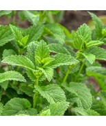 MX Lemon Balm Seeds Herbal Tea Plant Lemon Scented Non GMO Bulk Seed - $14.06 CAD