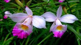 1 Pack Hawaiian Bamboo Orchid Arundina Graminifolia Roots - 2 Roots Each... - £18.73 GBP