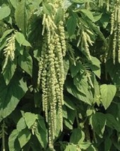 Sale 150 Seeds Amaranthus Green Tails Amaranthus Caudatus Flower USA - $9.90