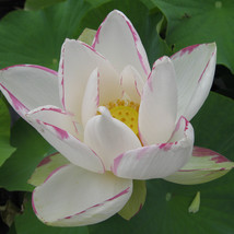 5 seeds Nelumbo Nucifera ‘Empress’ Lotus Seeds - £8.40 GBP