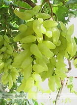 15 Seeds 100% True Golden Finger Green Sweet Grape, Hardy Plant Delicious Fruit - £23.82 GBP