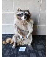 Cute Raccoon Taxidermy Mount X7 - £337.52 GBP