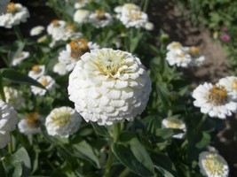 THJAR 100+ Lilliput White Zinnia Seeds For Garden Planting - £8.46 GBP