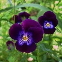 Viola King Henry 100 Seeds Free Shipping - $75.58 MXN