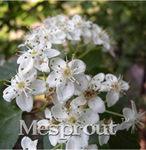 100 Seeds Double Color Viburnum Sargentii Bonsai Potted Flower Bonsai Potted Orn - $6.90