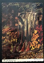 1950&#39;s to 1970&#39;s Postcards - 1969 North Carolina Hunting - £2.98 GBP