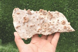 Prehistoric Douvilleiceras &amp; Gastropods Plate – Cretaceous Fossil Specimen  - $526.50 MXN