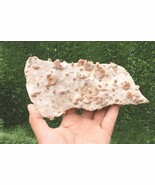 Prehistoric Douvilleiceras &amp; Gastropods Plate – Cretaceous Fossil Specimen  - €24,85 EUR