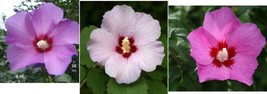 Mixed Hot Pink,  Althea Rose Of Sharon Fresh Pure Seeds No Fillers 50 Seeds - £5.19 GBP