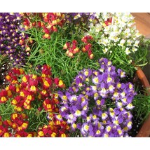 50 Statice &quot;Pacific Mix&quot; Seeds Annual Flower Great Gift Deer Resistant - £14.42 GBP