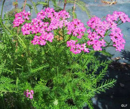 Shipped From Us 500 Pink Cerise Queen Yarrow Achillea Flower Seeds, LC03 - £11.94 GBP