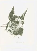 #384 HARLEQUIN GREAT DANE dog art print * Pen and ink drawing by Jan Jel... - $12.50