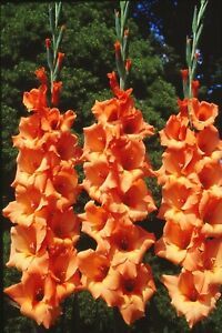 SEPTH 5 Or 10 Gladiolus Peter P Bulbs  Brilliant, Peach-Red Blooms Bulbs From Ho - $17.32