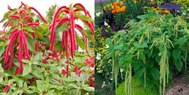 Amaranth Mix Christmas In Summer Red &amp; Green Flowers Tall Non-Gmo 1000+ Seeds - £7.77 GBP