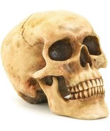 Grinning Highly Realistic Replica Human Skull Statue Home Décor 6.5x4.25... - $23.38