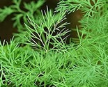 Dukat Dill Seeds 200 Seeds Non-Gmo Fast Shipping - $7.99