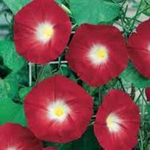 Scarlet O&#39; Hara Morning Glory Seed 500+ Seeds Organic, Season Long Flowers - £17.33 GBP