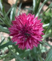 50 Magenta Bachelor&#39;s Button Seeds Annual Seed Flower Flowers Garden 603 USA - £7.12 GBP