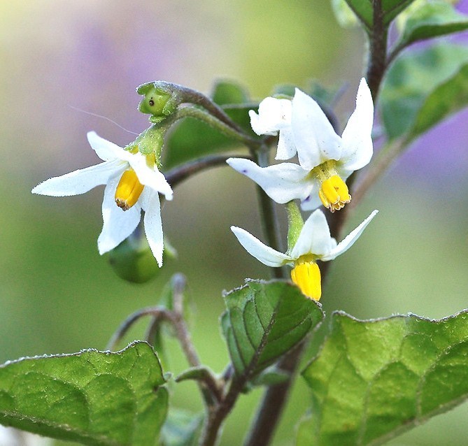 BRN Black Nightshade Solanum Nigrum Garden Huckleberry Hierba Mora Seed ...