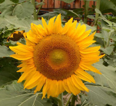 From Usa Sunflower Dwarf Incredible 30-40” | 8” Flowers Safe For Bees Non-GMO 10 - £3.18 GBP