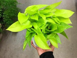 4&quot; Pot - Neon Devil&#39;s Ivy Pothos Live Plant Very Very Easy to Grow Epipremnum - £44.82 GBP