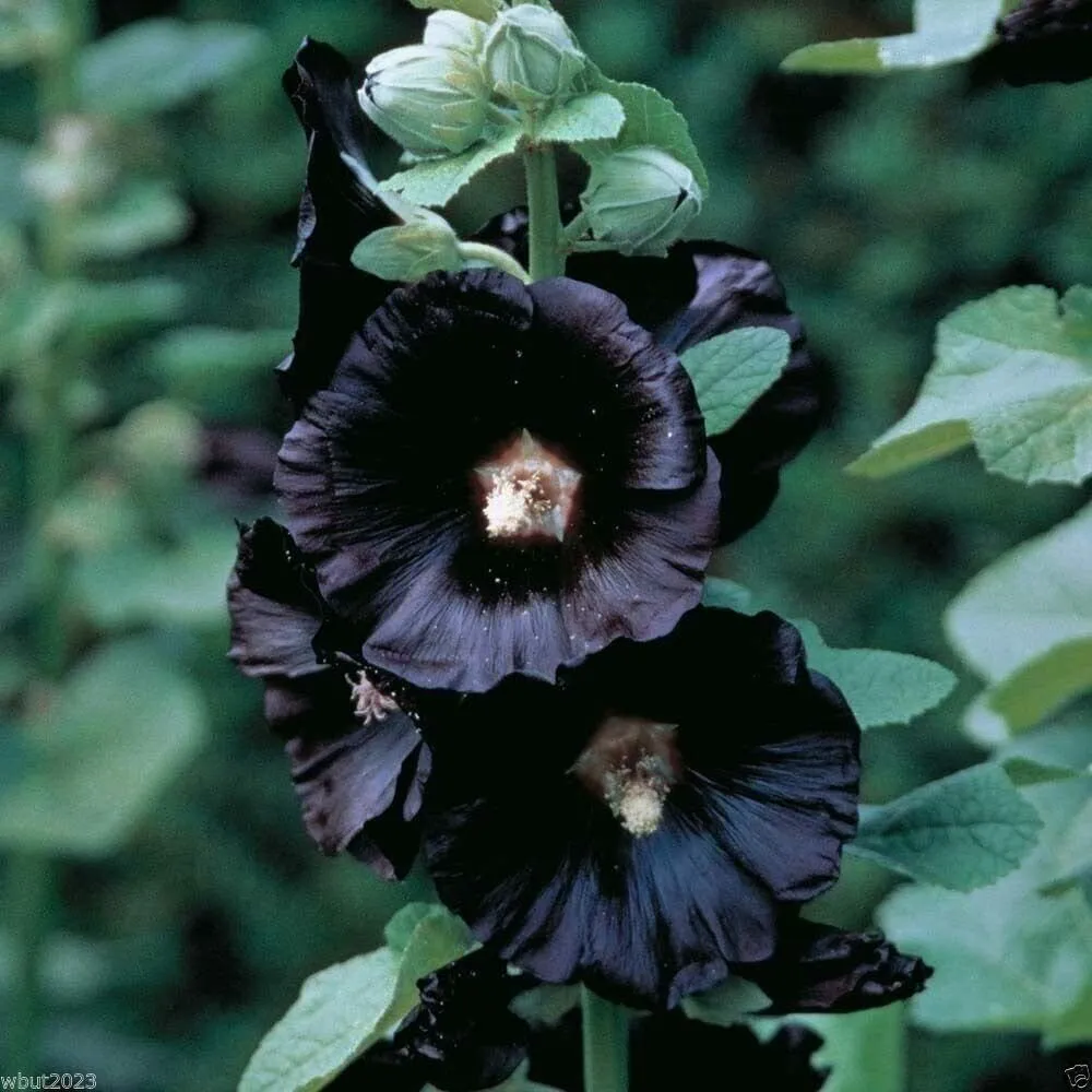 Fresh New 100 Black Hollyhock Seeds Alcea Rosea Hollyhock Mallow Garden Flowers - £7.14 GBP