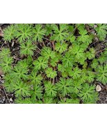 20 Carolina Geranium - Fresh Seeds - £7.60 GBP