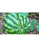 50+ Crimson Sweet Watermelon Seeds - $10.96