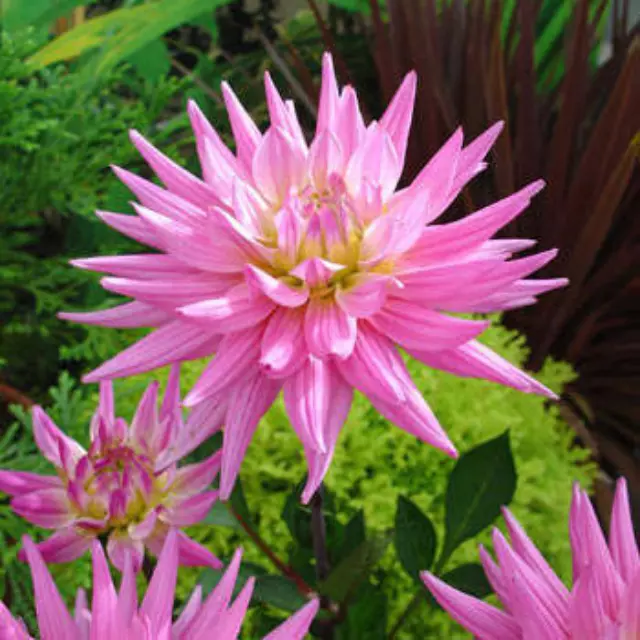 Rare &amp; Healthy Dahlia Plants - Karma Corona Pink USA Seller  - $27.99