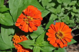 S_SH 250 Orange Classic Zinnia Elegans (Narrow Leaf / Creeping Zinnia) Flower Se - $7.24