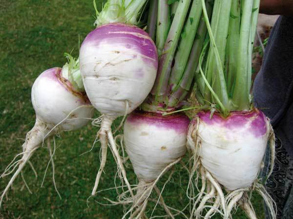 3 000 Turnip Seeds White Globe Purple Top Seeds Fast Grow - $13.60