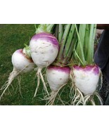 3 000 Turnip Seeds White Globe Purple Top Seeds Fast Grow - $18.60 CAD