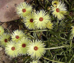 HOT Cephalophyllum pillansii,flowering living stones mesembs cactus seed... - $19.00